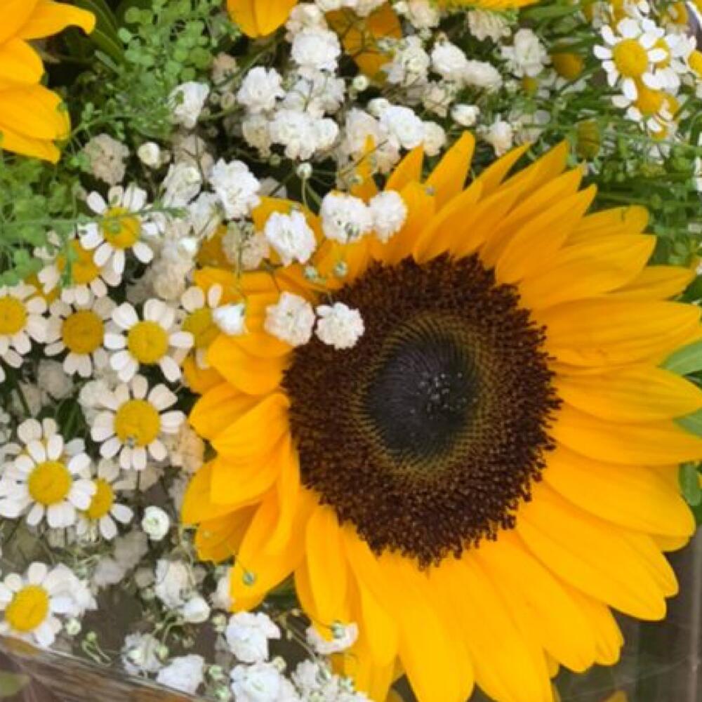 гипсофилой гипсофилой