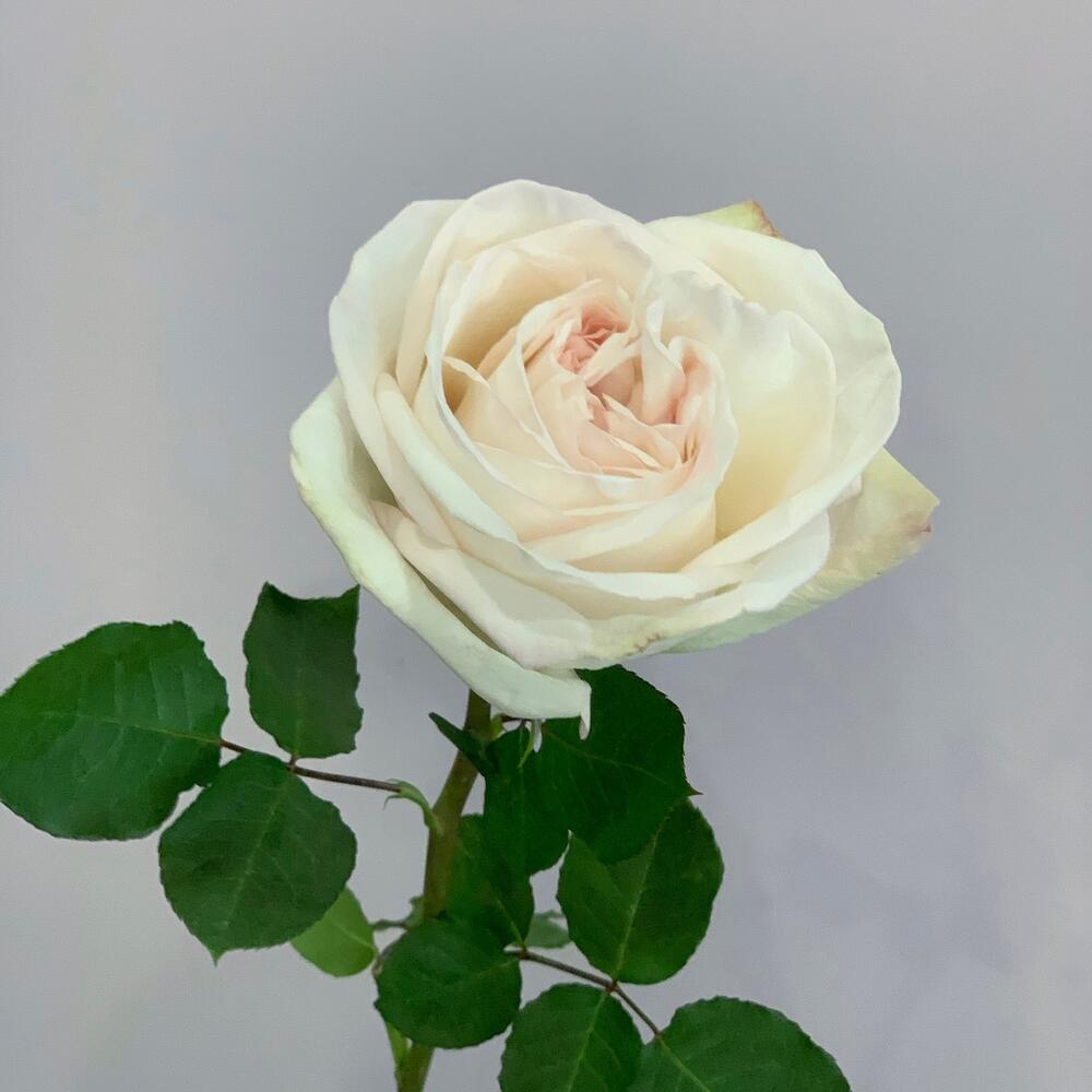 Пионовидная Роза White O Hara Пионовидная Роза White O Hara