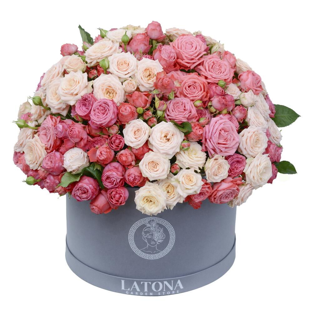 VINCENT  bush peony roses