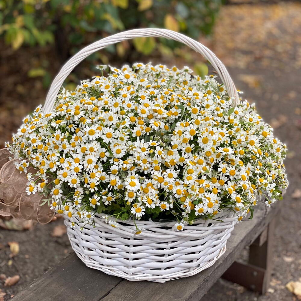 Полевые ромашки в корзине
